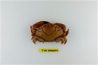 藏品(光手滑面蟹)的圖片